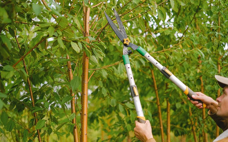 Tree trimming in Brownville, NY